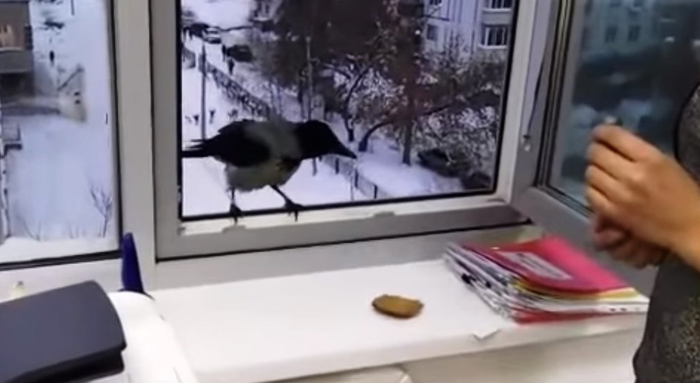 Ворона стучит в окно. Ворона на подоконнике. Ворона прилетела на подоконник. Черный ворон на окне. Вороны в окне.